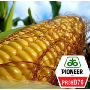ПР39Б76 / PR39B76 АскоСтарт - кукуруза, 80 000 семян, Pioneer (Пионер) фото, цена